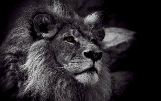 Lion Cute Black And White Background Animals.