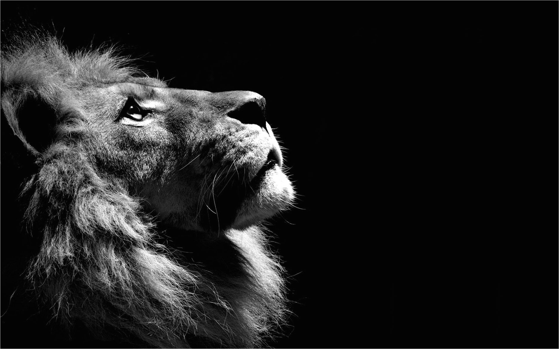 Lion Wallpapers  TrumpWallpapers