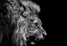 Lion HD Wallpaper Free download.