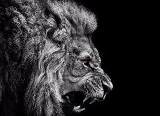 Lion HD Wallpaper Free download.