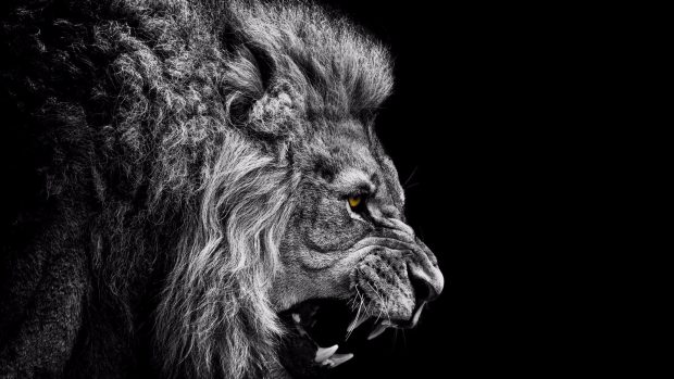 Lion HD Wallpaper Free download.