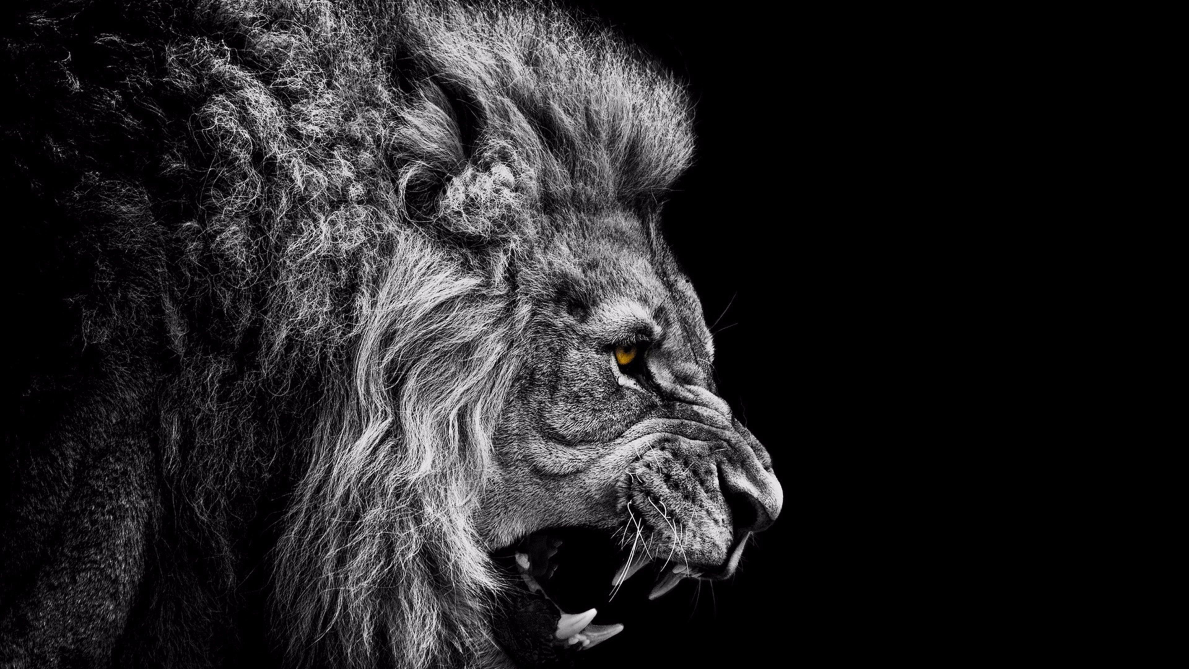 Lion Wallpapers HD Free download 