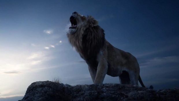 Lion King Wallpaper HD 1080p.