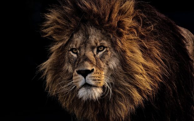Lion Wallpaper Computer.