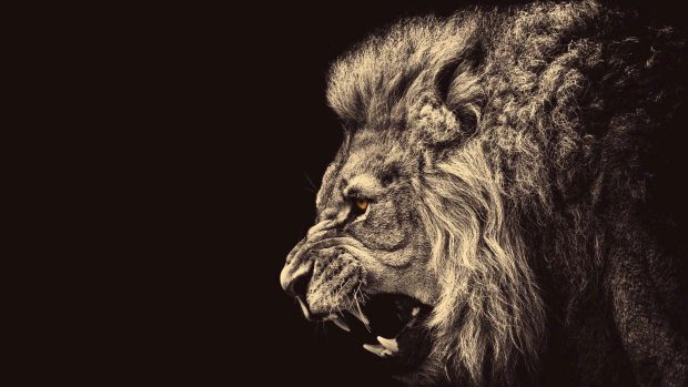 Lion Wallpaper HD 1080p.