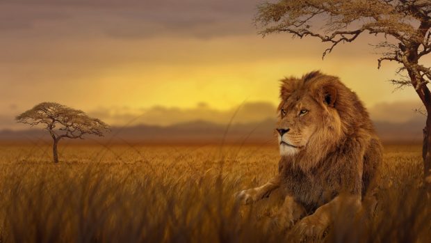 Lion Wallpaper HD.