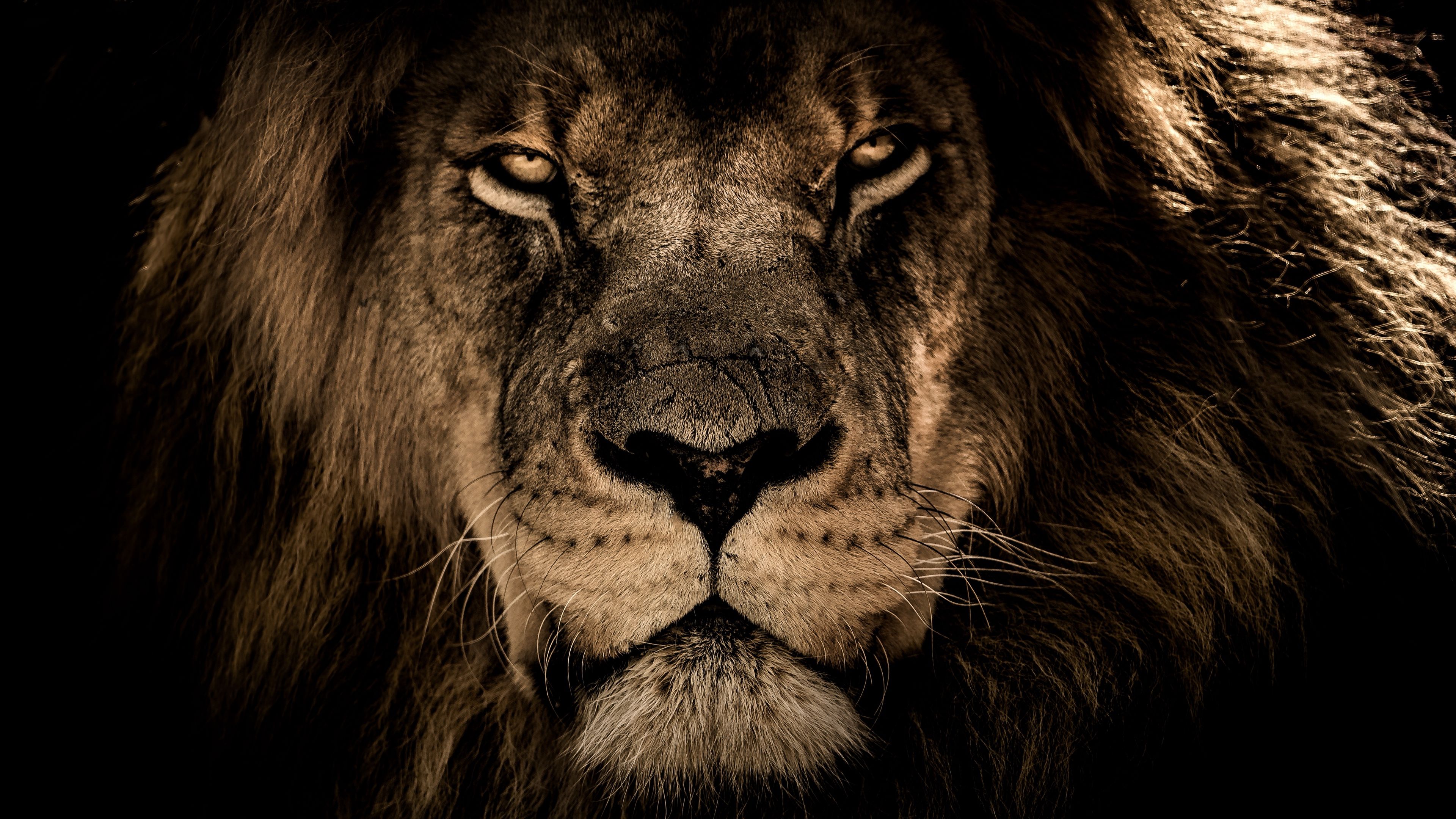 lions wallpaper free download