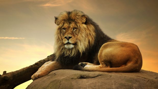 Lion Wide Screen Wallpaper HD.