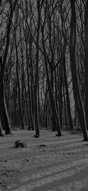 Minimalist Dark Forest Background HD.