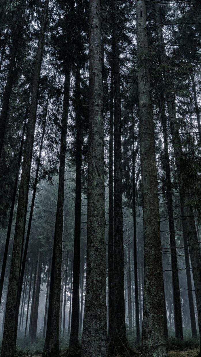 Dark Forest Backgrounds HD High Quality - PixelsTalk