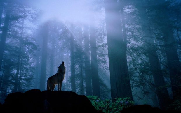 Moon Night Wolf Wallpaper HD.