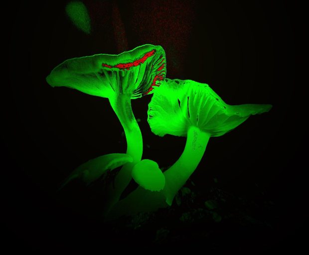 Mushroom Neon Green Wallpaper HD.