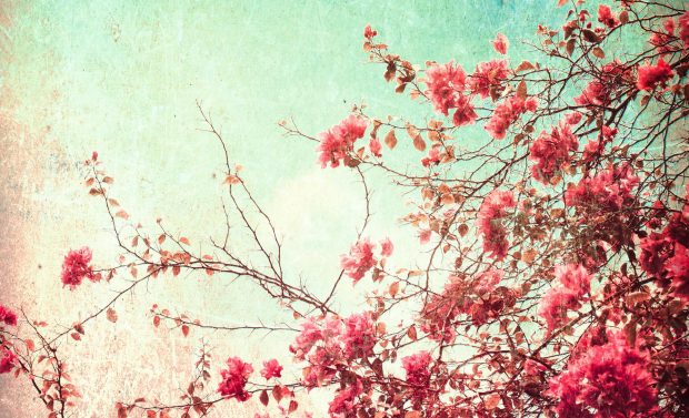 Nature Aesthetic Floral Backgrounds.