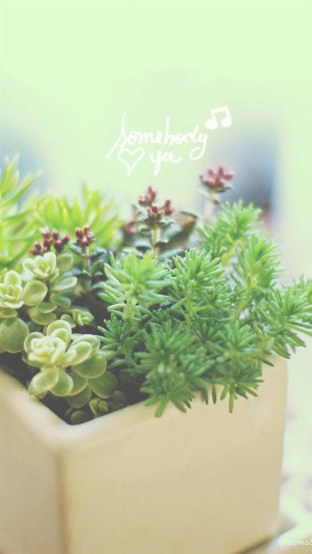 Nature Aesthetic Wallpaper for iPhone.