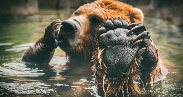 Nature Bear Wallpaper HD.