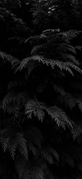 Nature Black Phone Wallpaper HD.