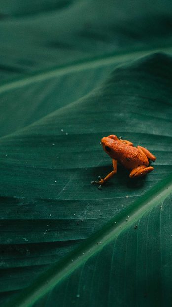 Nature Frog Wallpaper HD.