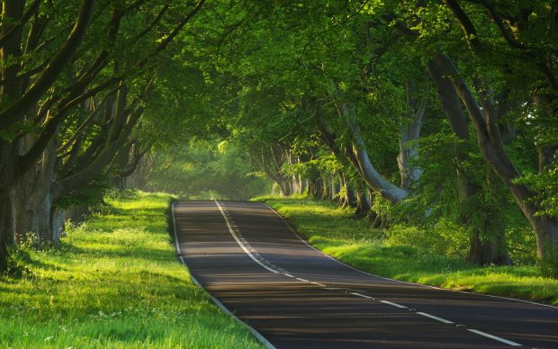 Nature Road Wallpaper HD.