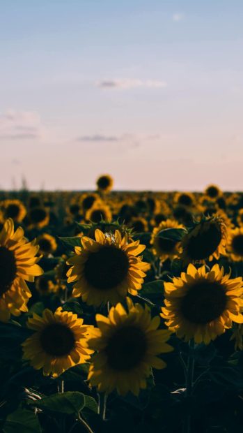 New Aesthetic Sunflower Backgrounds.