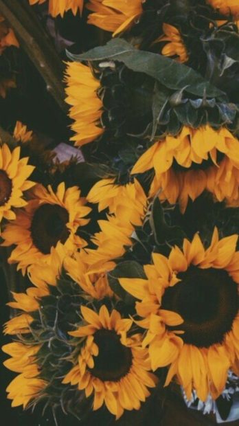 New Aesthetic Sunflower Wallpaper.