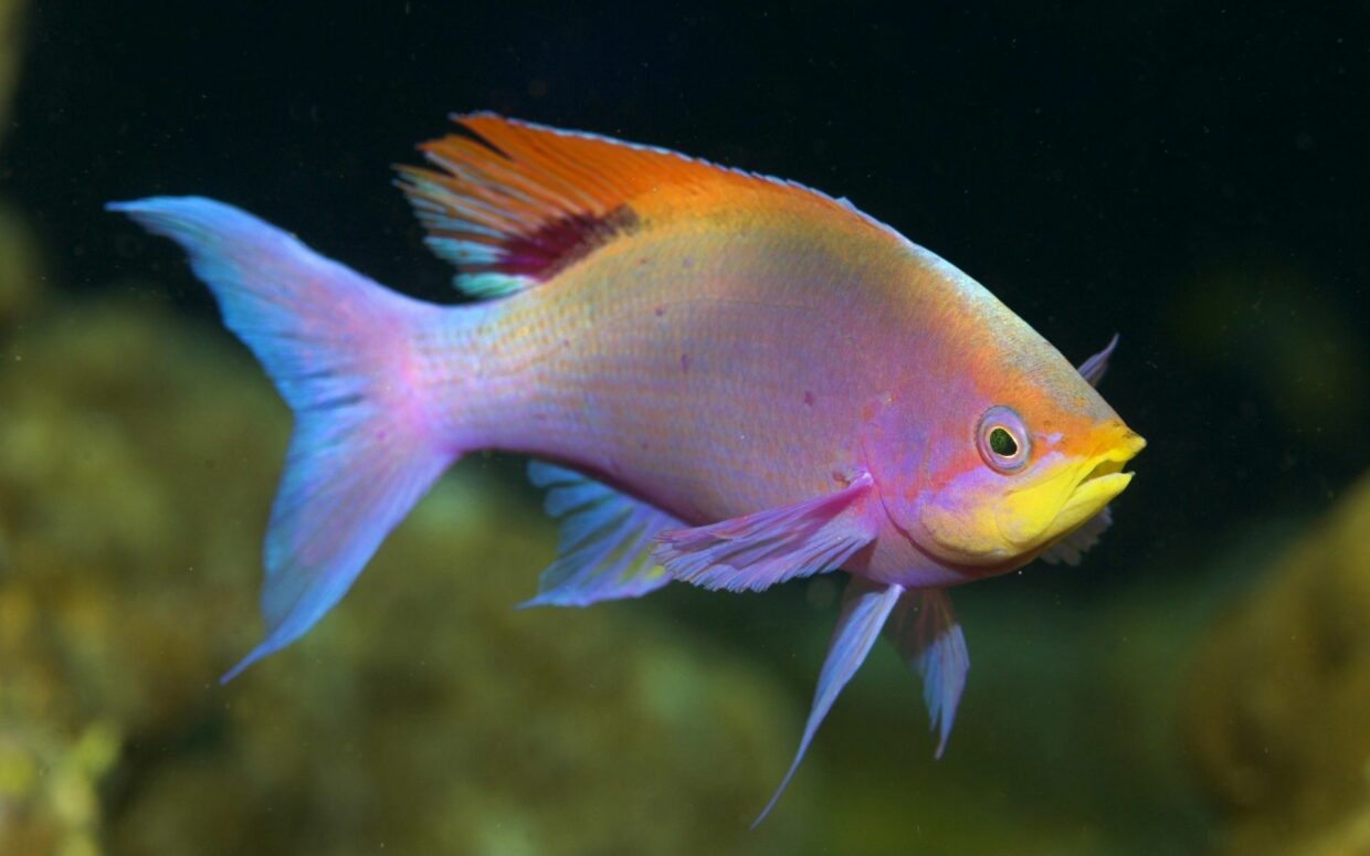 Cool Fish Wallpapers HD - PixelsTalk
