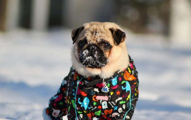 New Pug Background.
