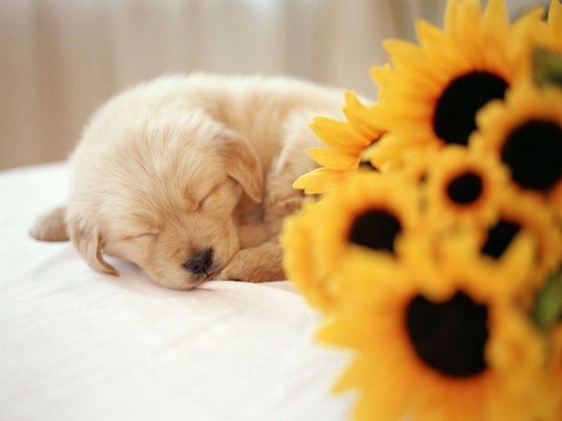 New Wallpaper Cute Puppies Wallpaper HD.