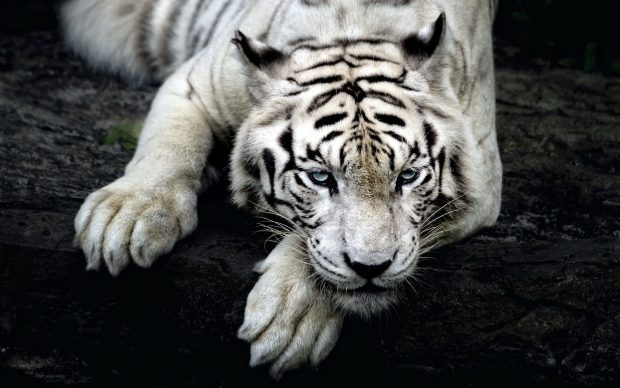 New White Tiger Wallpaper HD.