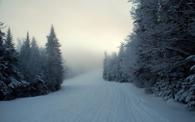 New Winter Forest Background.