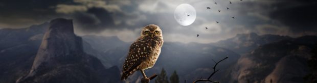 Night Owl Wallpaper HD.