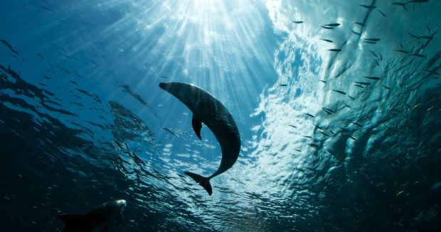 Ocean Dolphin Wallpaper HD.