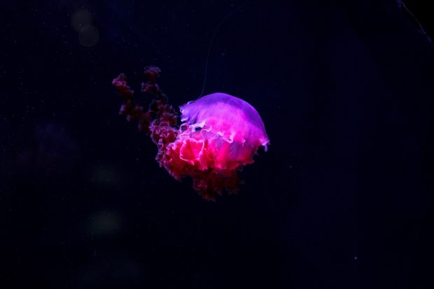 Ocean Jellyfish Wallpaper HD.
