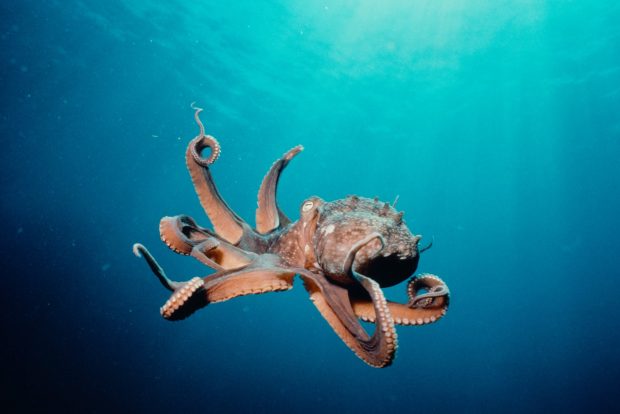 Ocean Octopus Wallpaper HD.