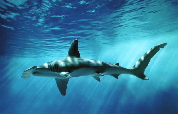 Ocean Shark Wallpaper HD.
