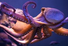 Octopus HD Wallpaper Free download.