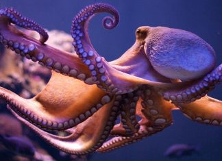 Octopus HD Wallpaper Free download.