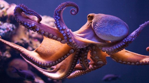 Octopus HD Wallpaper Free download.