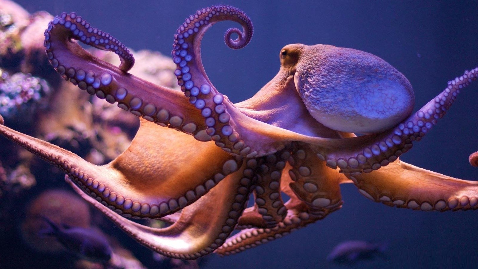 100 Octopus Pictures HD  Download Free Images on Unsplash