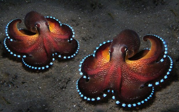 Octopus Wallpaper HD Free download.