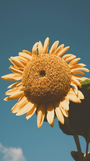 Original iPhone Aesthetic Sunflower Wallpaper.