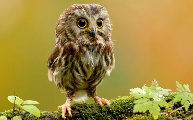 Owl HD Wallpaper Computer.