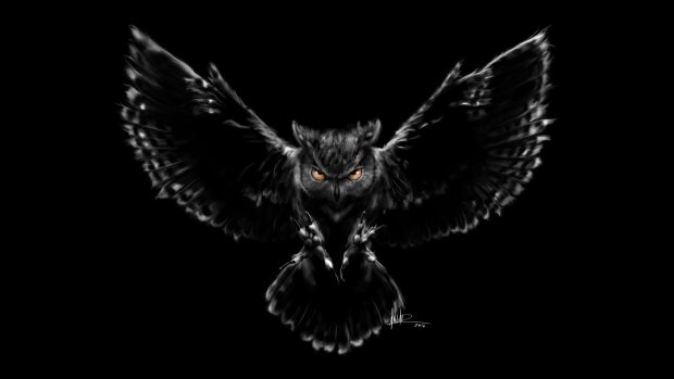 Owl HD Wallpaper Free download.