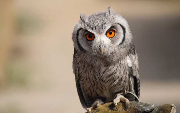 Owl Pictures Free Download.