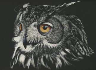 Owl Wallpaper Free Download.