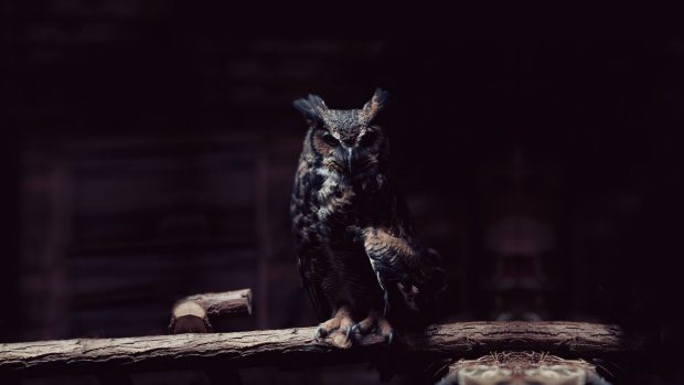 Owl Wallpaper HD 1080p.