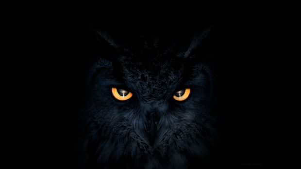 Owl Wallpaper HD Free download.