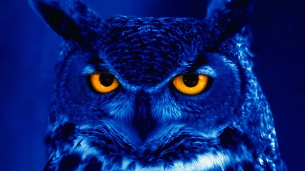 Owl Wide Screen Wallpaper.