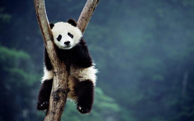 Panda Desktop Wallpaper.