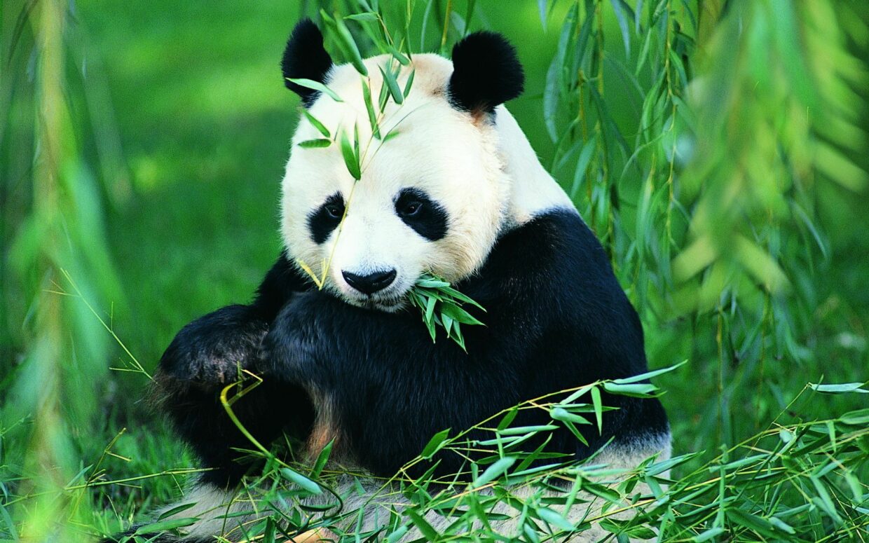Panda HD Wallpapers High Quality - PixelsTalk