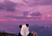 Panda Wallpaper HD Free download.